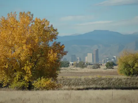 Downtown Denver's towers in front of the foothills, with a yellow cottonwood in the foreground