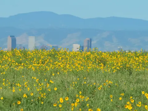 Denver's skyline and the foothills beyond a field of wild sunflowers